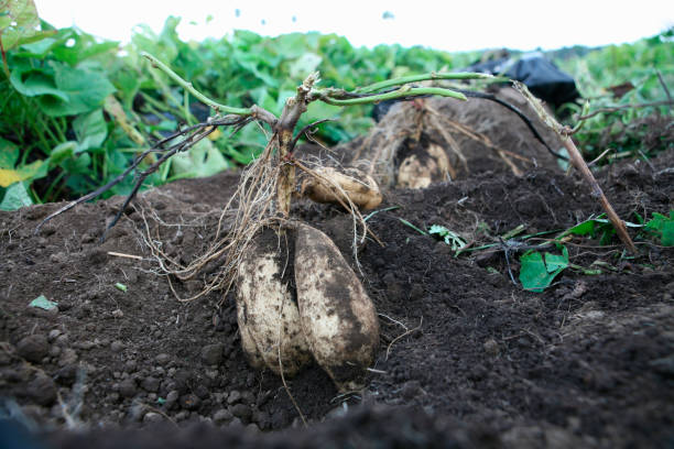 istock Kogane sengan sweet potatoes 844942896