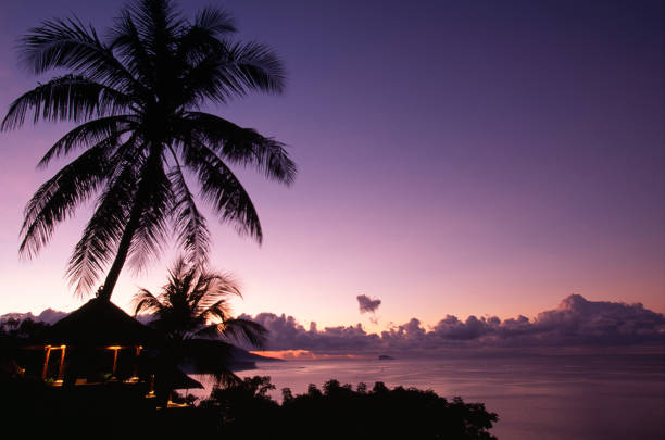 istock Palm trees and Red Sky at night 844951684