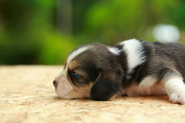 2 weeks pure breed beagle Puppy is sleeping and looking on natural green background