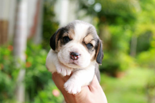 istock beagle Puppy is sleeping and looking on natural green background 844956032