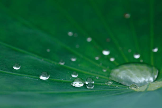 istock Drops of water on a Lotus leaf 844956104