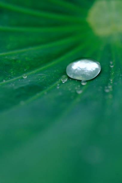 istock Drops of water on a Lotus leaf 844956118