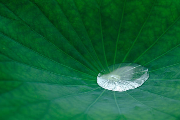 istock Drops of water on a Lotus leaf 844956126