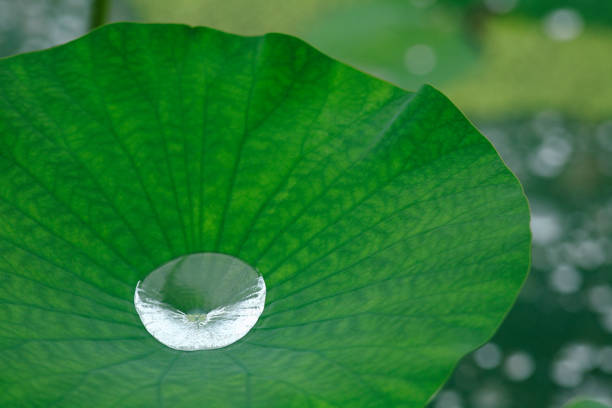 istock Drops of water on a Lotus leaf 844956184