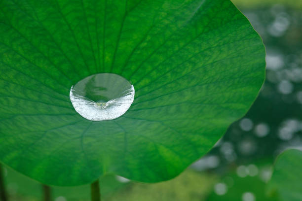 istock Drops of water on a Lotus leaf 844956188