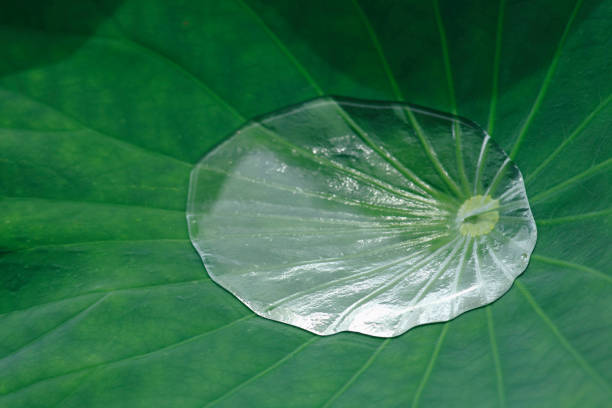 istock Drops of water on a Lotus leaf 844956206