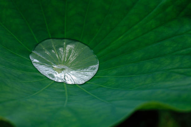 istock Drops of water on a Lotus leaf 844956230