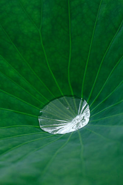 istock Drops of water on a Lotus leaf 844956256