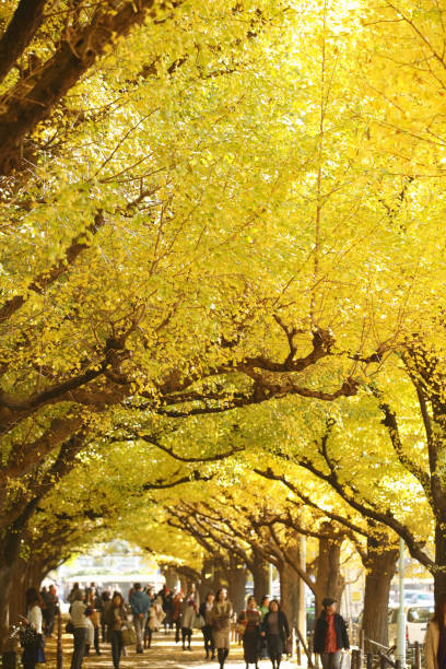 Rows of Ginkgo trees in autumn