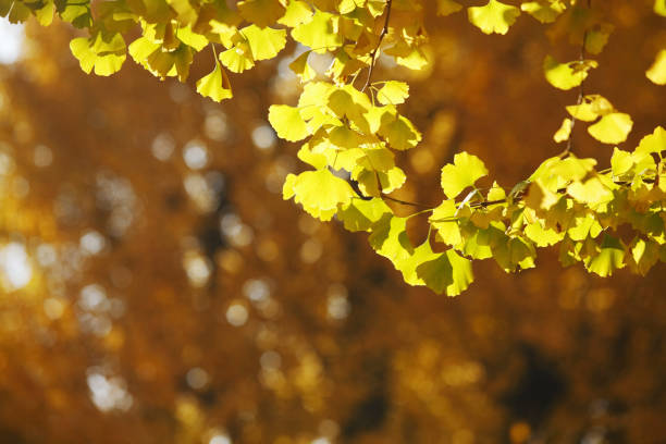 istock Rows of Ginkgo trees in autumn 844957296