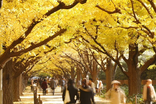 istock Rows of Ginkgo trees in autumn 844957434