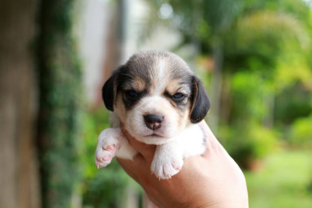 istock beagle Puppy is sleeping and looking on natural green background 844962790