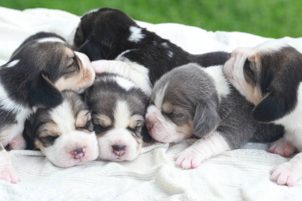 istock beagle Puppy is sleeping and looking on natural green background 844964204