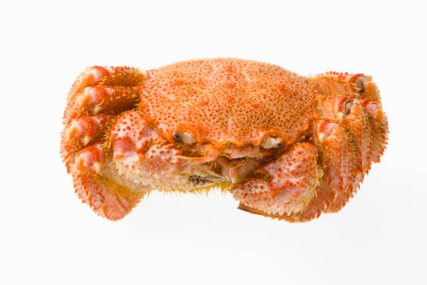istock Horsehair crab 844978236