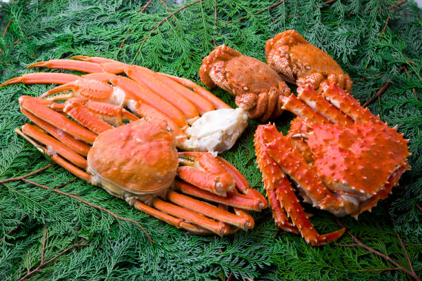 istock King crab and snow crab Chionoecetes opilio 844978510