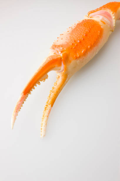 istock Snow crab Chionoecetes opilio 844978710