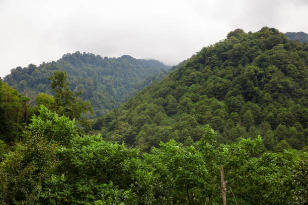 mountains with green forest and gray sky