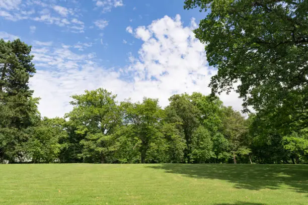 green meadow in city park in the summer