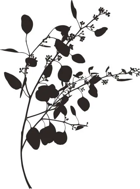 Vector illustration of Silhouette line art of a Eucalyptus branch and leaves