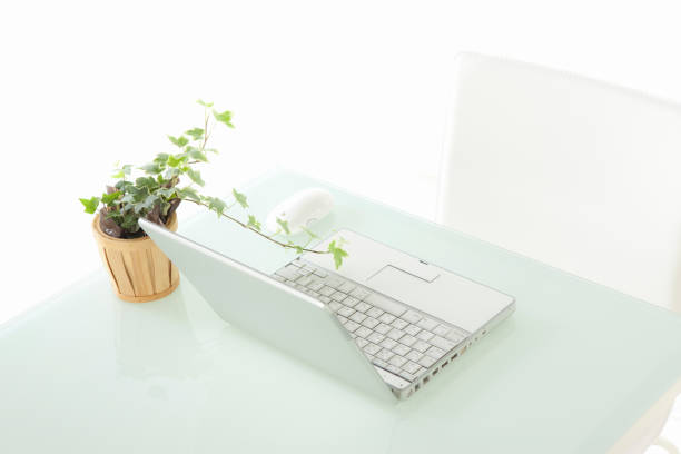 istock Laptop and ornamental plants 844995434