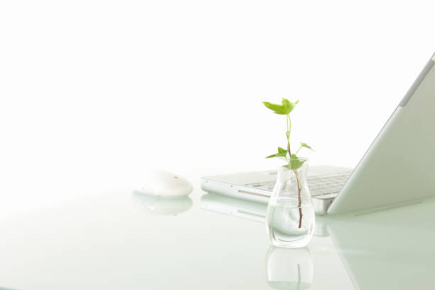 istock Laptop and ornamental plants 844995790