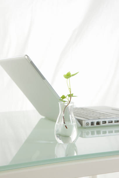 istock Laptop and ornamental plants 844995882