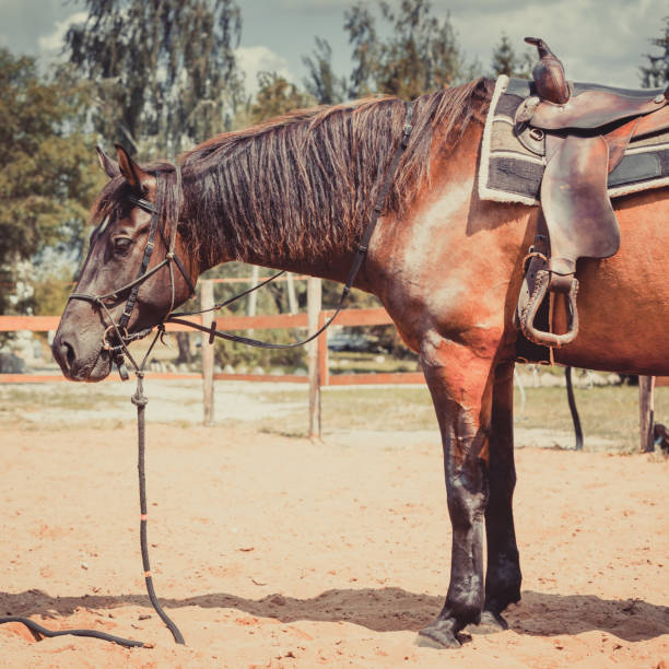 istock Brown horse stallion. 844996158