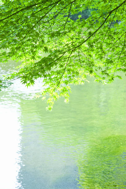 istock Fresh green leaves in the water 845003006