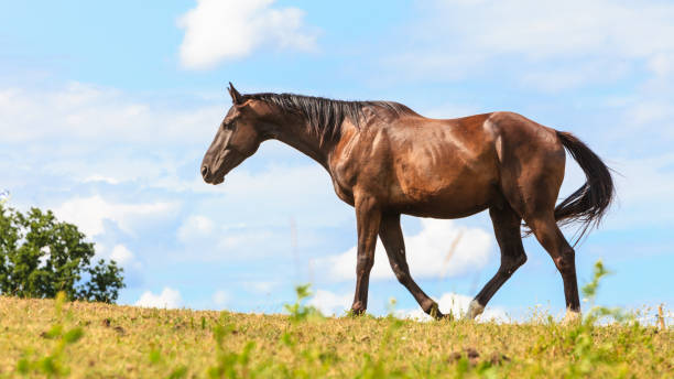 istock Majestic graceful brown horse in meadow. 845003362