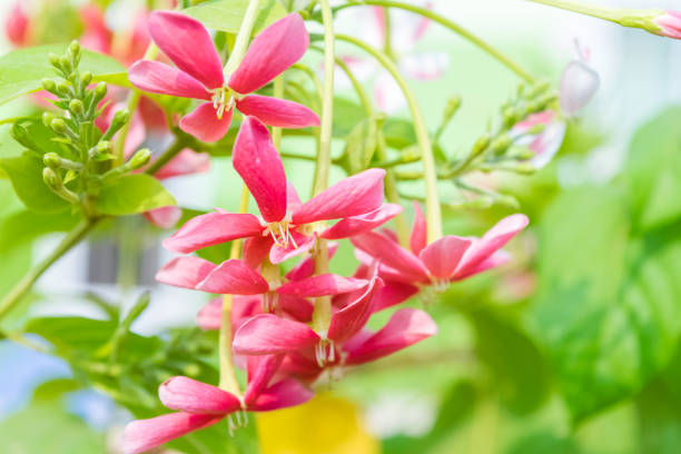 buquê-de-rosa de quisqualis indica - drunen - fotografias e filmes do acervo