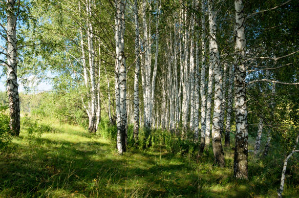 istock Beautiful summer scene with birch grove 845006714