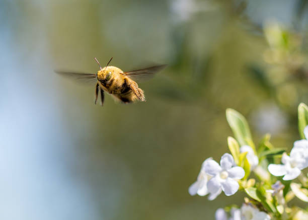 istock Macro shot of a bumblebee mid air. 845007686