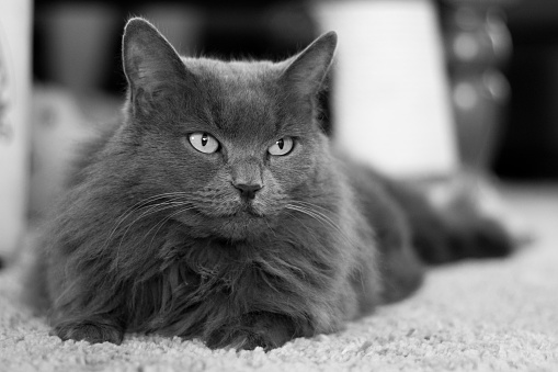 Long hair Nebelung gray cat laying on the carpet with head up looking past the camera.