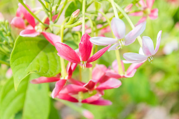 quisqualis インディカのピンクの花束 - drunen ストックフォトと画像