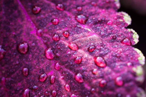 istock water drops on violet leaf in morning 845012618