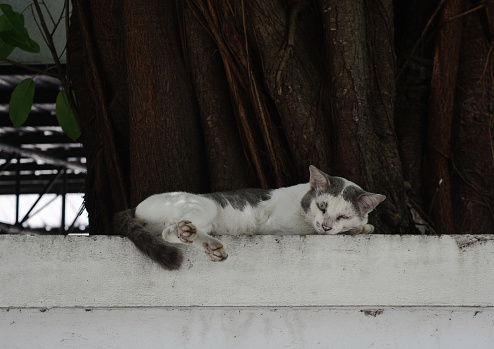 grey -  white cat sleeping on top of cement wall near big tree