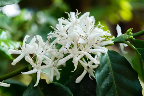 istock Blossom of coffee bush,(Coffea arabica) 845020338