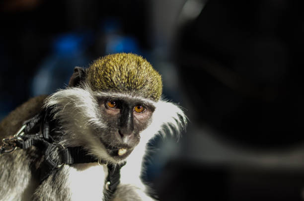istock A close up on a monkey's face chewing a peanut 845022140