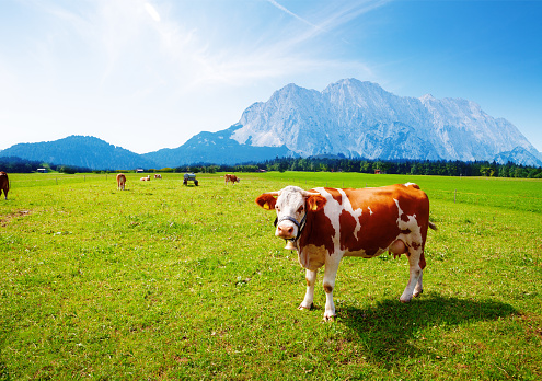 landscape with mountain on background