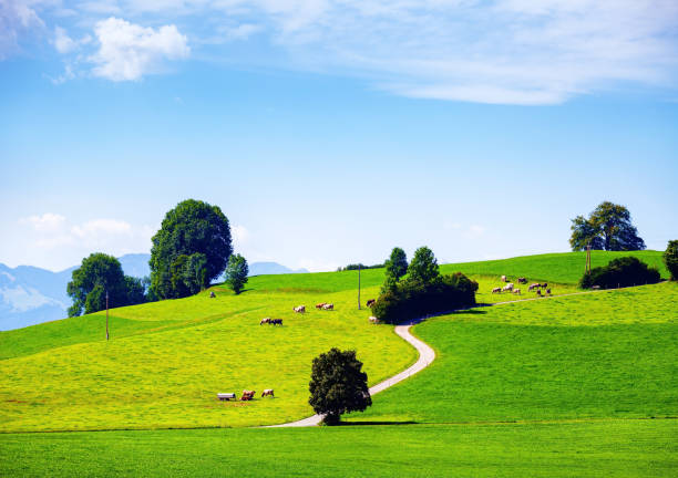 istock cows on green alpine hills 845027404