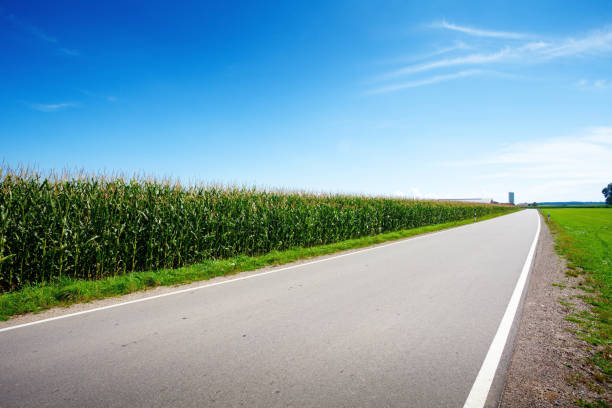 corn field along the road rural landscape in sunny summer day country road road corn crop farm stock pictures, royalty-free photos & images