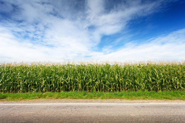 Corn field on roadside rural landscape in sunny summer day country road road corn crop farm stock pictures, royalty-free photos & images