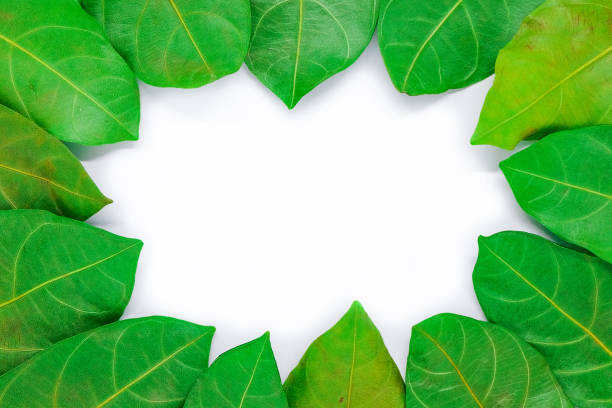 istock Beautiful green leaf for background or texture - nature concept. 845032754