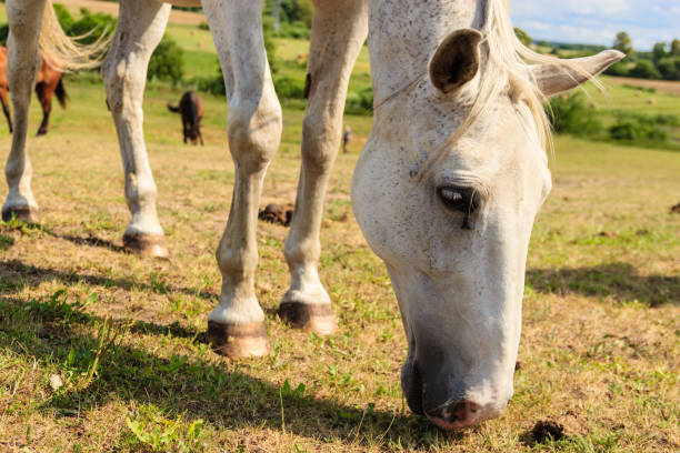 istock Majestic graceful white horse in meadow. 845037092