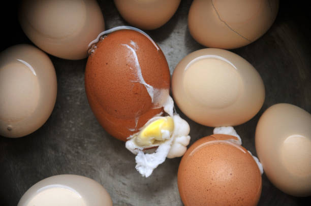 oeuf cassé malheureux - eggs boiled boiled egg cooked photos et images de collection