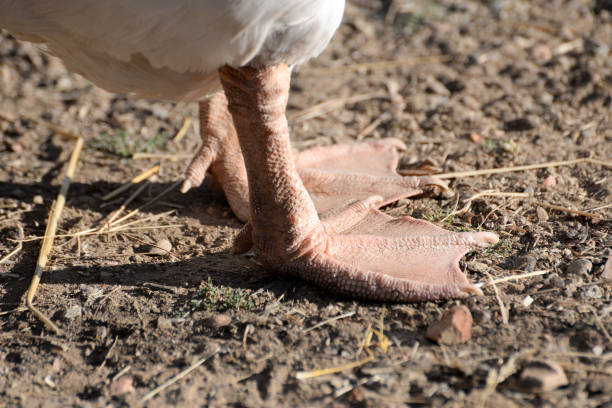 istock Legs of a domestic goose. 845041170