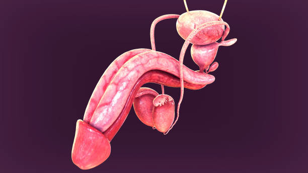 istock Reproductive system male - 3d illustration medical concept. 845044676