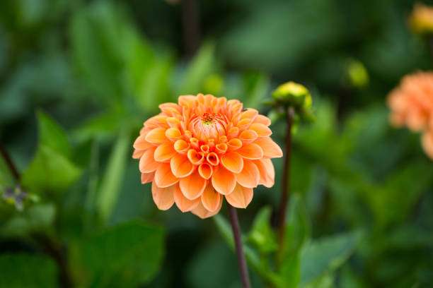 istock Dahlias in the field, for picking 845047192