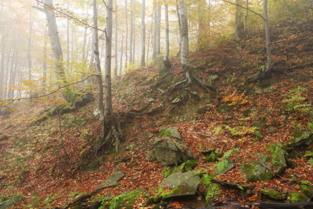 istock Golden autumn in beech forest 845047200