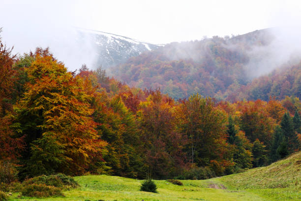 istock Golden Autumn in the Carpathians 845047412